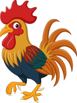 Cartoon funny rooster on white background