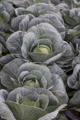 Fototapeta premium Korean Cabbage at High Altitude Cool Region.