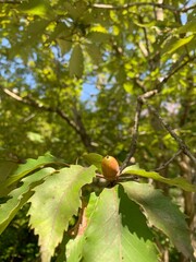 Obraz premium autumn leaves on a tree