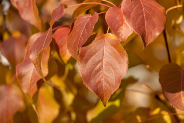 Dense orange-crimson leaves on a branch on a sunny autumn day