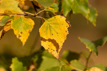 Yellow leaves of birch on a branch in autumn, close-up