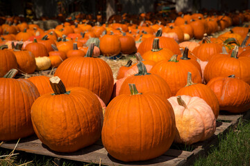 Pumpkins at the pumpkin patch. Outdoor farmer market. Farm decoration. Large pumpkin good for Thanksgiving Day or Halloween. Good for Carved Pumpkin Jack o lantern. Autumn still-life. October fest.