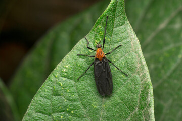 Black bug, orange head,  Inopus rubriceps, Satara, Maharashtra, India