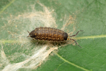 Woodlouse is a crustacean from the monophyletic suborder Oniscidea within the isopods..Satara, Maharashtra, India
