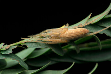 Lariana spider species, Satara, Maharashtra, India