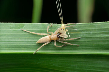 Sac spider, clubiona species with kill mayfly, Satara, Maharashtra, India
