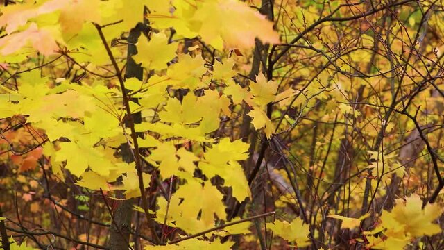 Indian Summer is a background of multicolored Canadian maple leaves waving in the wind. Looped video.