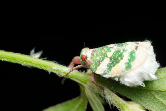 Side view White striped tree hopper, Satara, Maharashtra, India