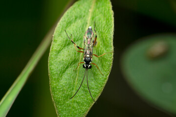 Parasitoid wasp species, Satara, Maharashtra, India