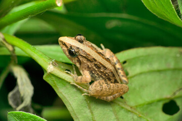 Spotted frog, Pelophylax nigromaculatus, Satara, Maharashtra, India