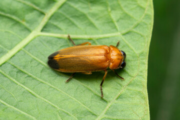 Firefly, Lampyris species, Satara, Maharashtra, India