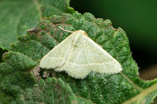 Satin moth, Leucoma salicis, Satara, Maharashtra, India