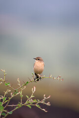 Female Siberian stonechat or Asian stonechat, Saxicola maurus, Satara, Maharashtra, India