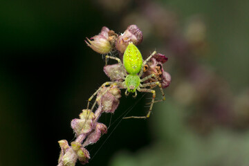 Green lynx spider, oxyops species, Satara, Maharashtra, India