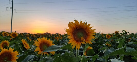 Sunflower field at sunset background. A field full of sunflowers. Sunset over a field with sunflowers. Summer sun shines with evening rays on sunflowers 