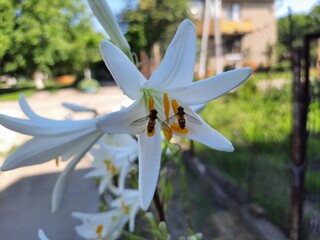 Two bees sat on yellow stamens to pollinate a beautiful white flower and collect nectar for honey. Spring bright sunny weather, the period of flowering flowers 
