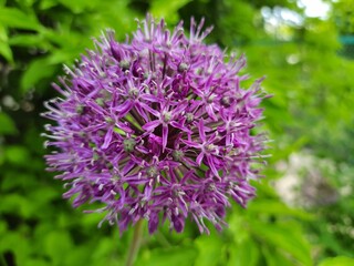Unusual purple flower. Spring flowering of an unusual flower against a background of fresh greenery 