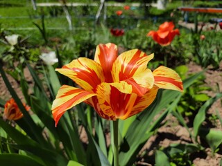 Unusual red and yellow tulip. An interesting tulip, a blossoming flower. Spring flowering tulips 