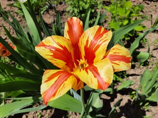 Unusual red and yellow tulip. An interesting tulip, a blossoming flower. Spring flowering tulips 