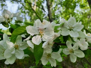 White flowers of a blooming wild apple tree. Wild apple tree in the spring forest during flowering. White flowers with yellow stamens on a whole branch 