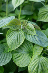 Green Perilla leaves blooming in rural fields.