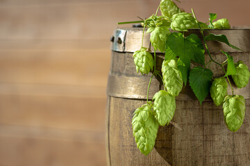 A twig of hop cones on a rustic wooden beer barrel in front of a wooden wall background.