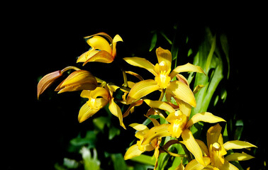 Obraz premium Close-up of yellow orchids against dark background.