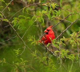 Male red cardinal songbird perched in a tree