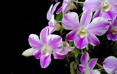 Close-up of purple orchids against a dark background.