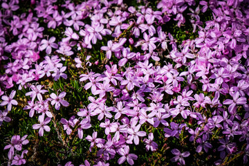Close up of purple flowers
