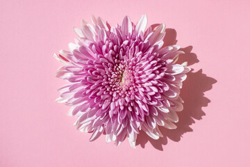 Fresh pink chrysanthemum on a pink background. View from above.
