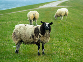 Flock of sheep on a dyke in the Wadden Sea in Friesland, Netherlands