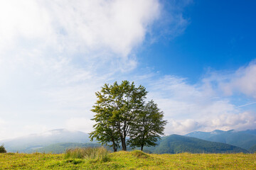 Fototapeta na wymiar trees on the grassy hill. beautiful early autumn landscape in mountains. sunny morning with fluffy clouds on the blue sky