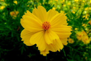 Close-up of yellow flowers on dark green background, Macro of cosmos flowers in the field, Portrait of yellow petals and orange pollen on dark background.