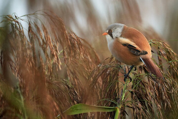Bearded Reedling (Panurus biarmicus) male fluffy bird perching in reed at Federsee in Bad Buchau, Germany.