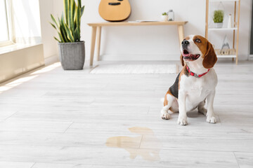 Cute dog near wet spot on floor