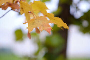Yellow autumn leaves on a tree, a symbol of autumn, a place for an inscription