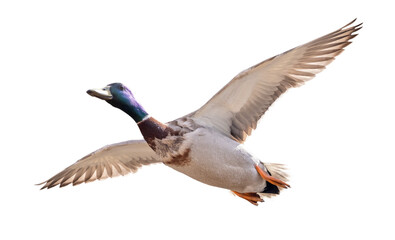 drake of mallard duck in flight isolated on white