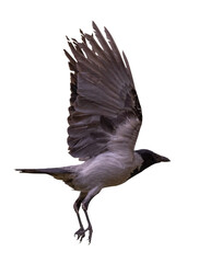 flight of black and grey crow with large wings