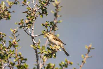 Willow Warbler (Phylloscopus trochilus) perched on a tree branch