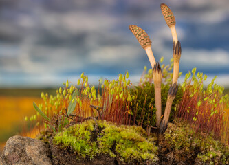 horsetail between green moss - obrazy, fototapety, plakaty