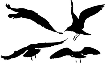Fototapeta premium seagulls four silhouettes set isolated on white