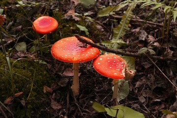 three red fly agaric mushrooms or toadstool at the forest