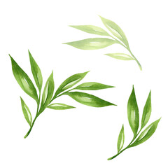 Green leaves watercolour as design element. Hand drawn style. Isolated on white background
