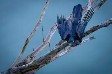 Australian raven alighting from tree