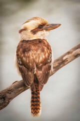 Kookaburra on branch looking for food