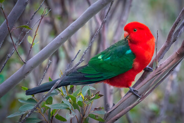 A very handsom and beautiful male King Parrot
