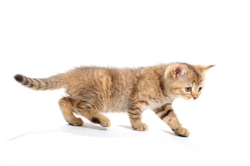 ginger  striped purebred cat, goes to a white isolated background