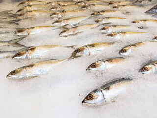 Close-up of fishes on crushed ice for sale at the market.