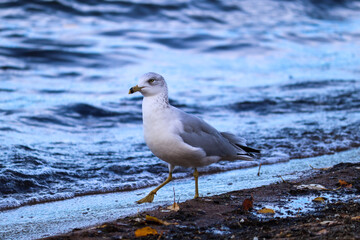 Seagull walking